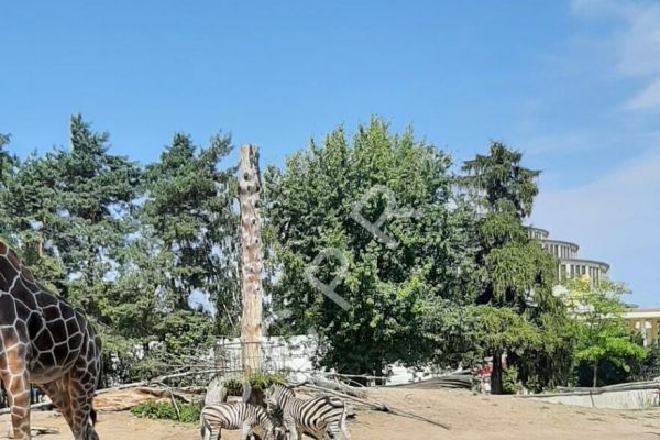 pcpr2022wroclawzoo-1036749B00-C8BF-97F9-7D62-AA61CE2FC5DF.jpg